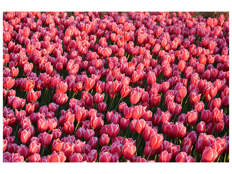 canvas-print-lush-tulip-field