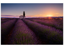 canvas-print-provence-lavender-x