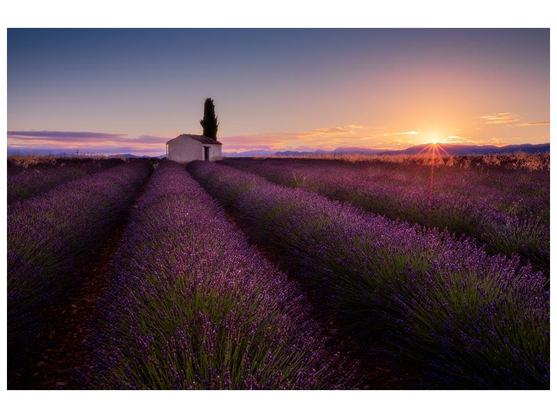 canvas-print-provence-lavender-x
