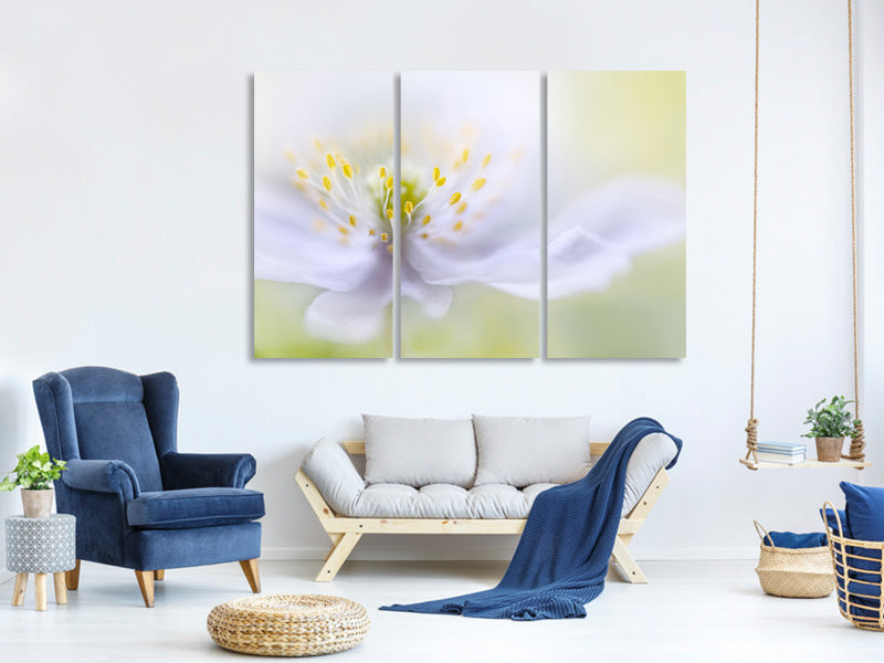 3-piece-canvas-print-anemone-beauty