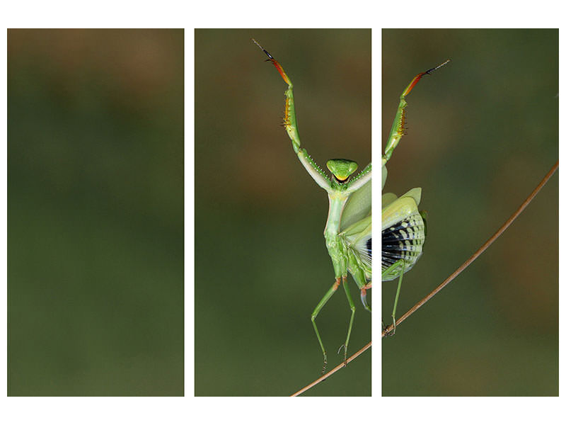 3-piece-canvas-print-are-you-gonna-dance-with-me