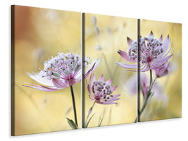 3-piece-canvas-print-astrantia-major