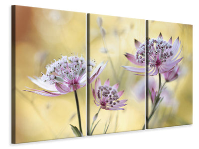 3-piece-canvas-print-astrantia-major