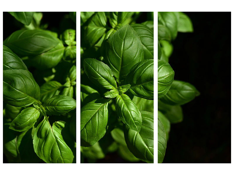 3-piece-canvas-print-basil-in-xl