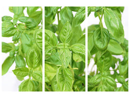 3-piece-canvas-print-basil-in-xxl