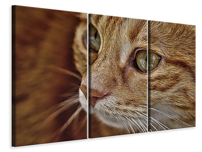 3-piece-canvas-print-close-up-cat39s-head