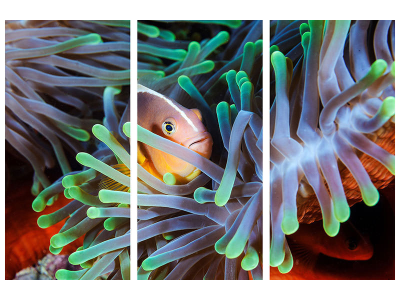 3-piece-canvas-print-clownfish