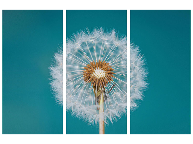 3-piece-canvas-print-dandelion-a