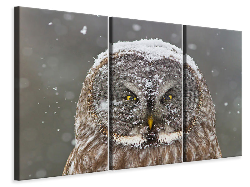 3-piece-canvas-print-great-grey-owl-winter-portrait