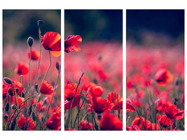 3-piece-canvas-print-in-the-poppy-field