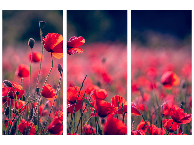 3-piece-canvas-print-in-the-poppy-field