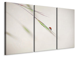 3-piece-canvas-print-ladybug