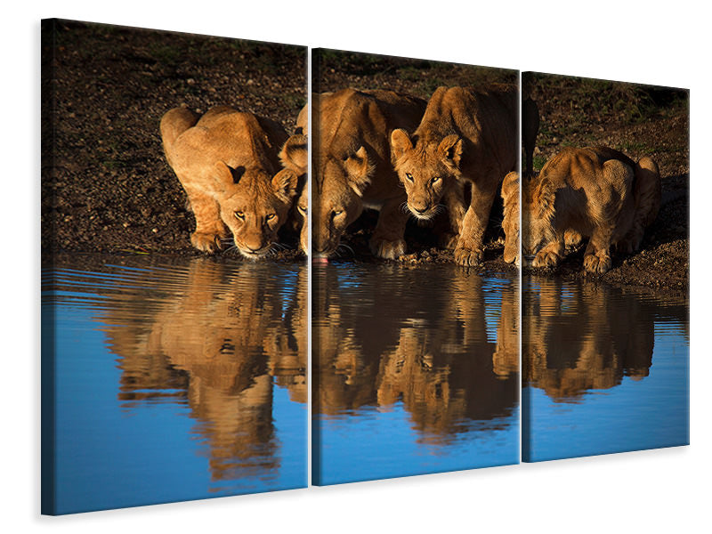 3-piece-canvas-print-lions-of-mara