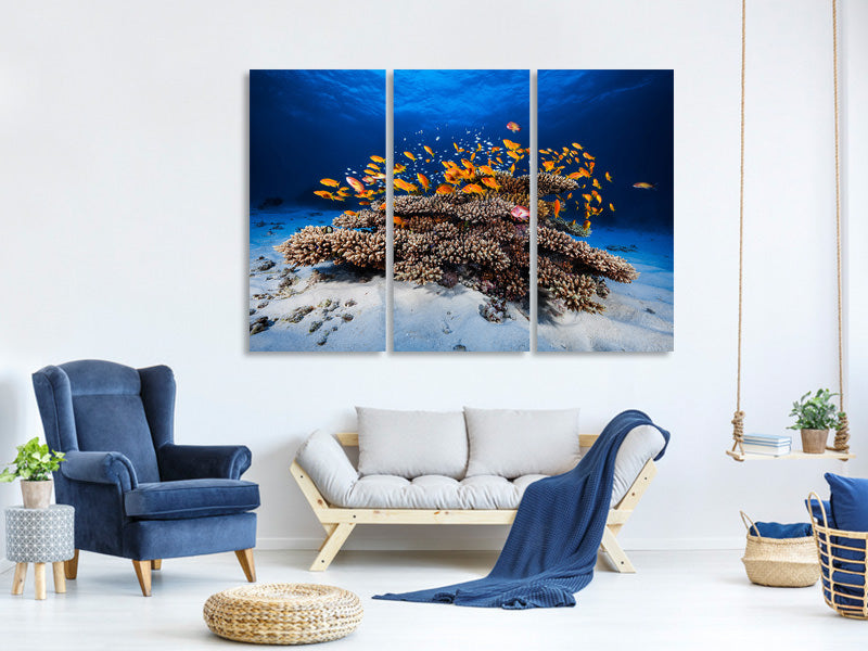 3-piece-canvas-print-marine-life