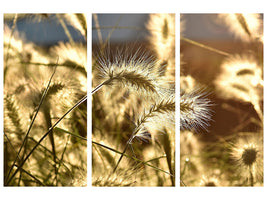 3-piece-canvas-print-ornamental-grass-in-the-sunlight