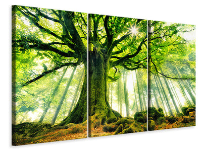 3-piece-canvas-print-ponthus-beech