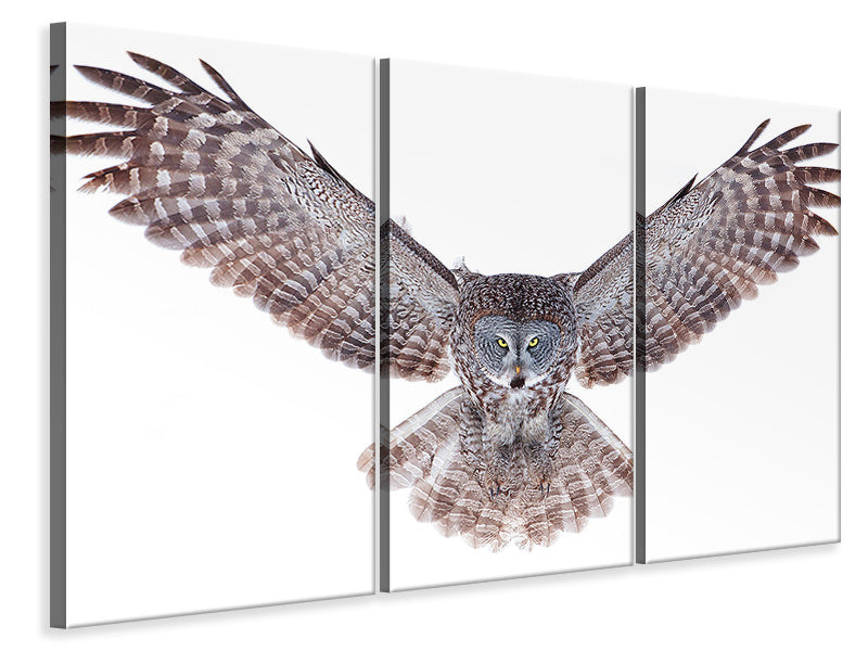 3-piece-canvas-print-power-great-grey-owl