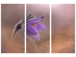 3-piece-canvas-print-pulsatilla-vulgaris