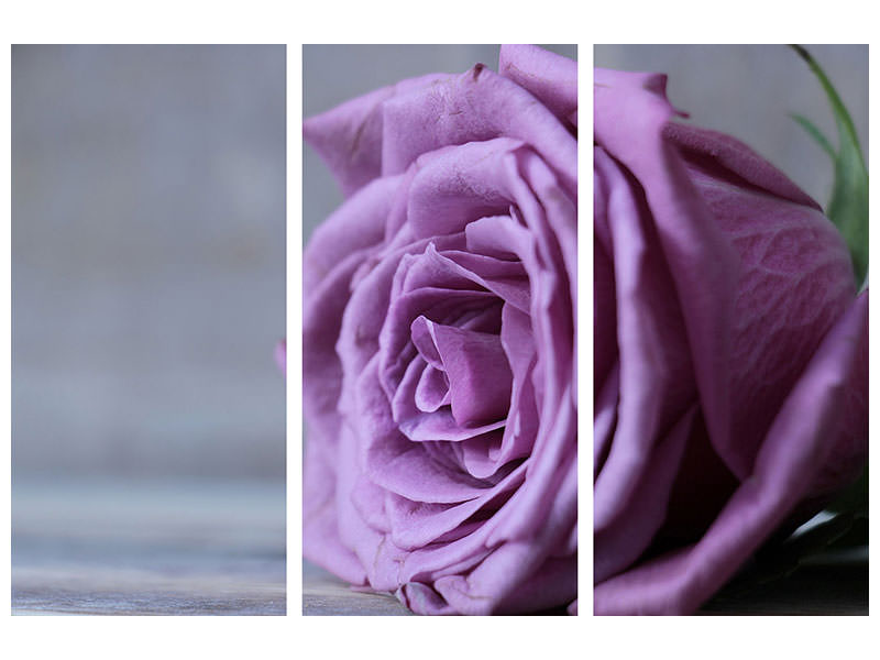 3-piece-canvas-print-rose-in-purple-xxl