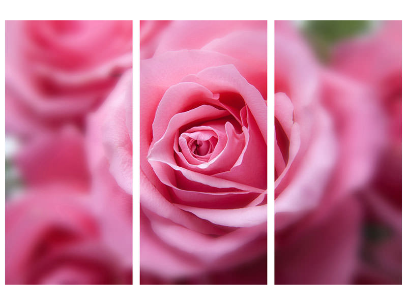 3-piece-canvas-print-roses-macro