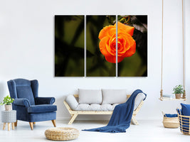 3-piece-canvas-print-the-blossom-of-the-rose