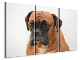 3-piece-canvas-print-the-boxer