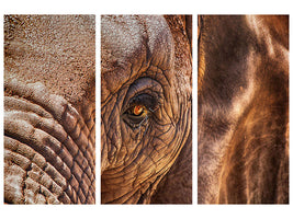 3-piece-canvas-print-the-look-of-the-elephant