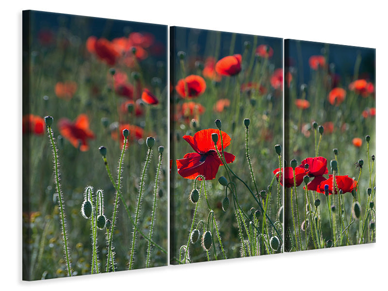 3-piece-canvas-print-wild-poppy