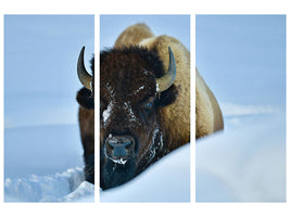 3-piece-canvas-print-winter-bison