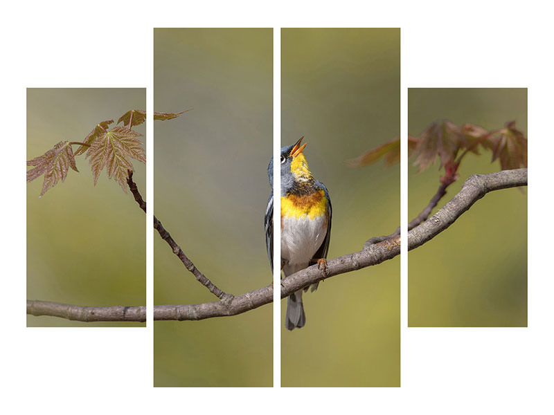 4-piece-canvas-print-parula-on-stage