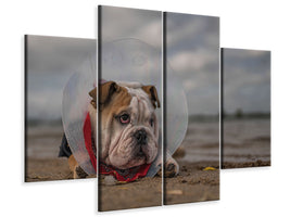 4-piece-canvas-print-the-vet-gave-me-this-collarand-i-am-not-happy-with-it