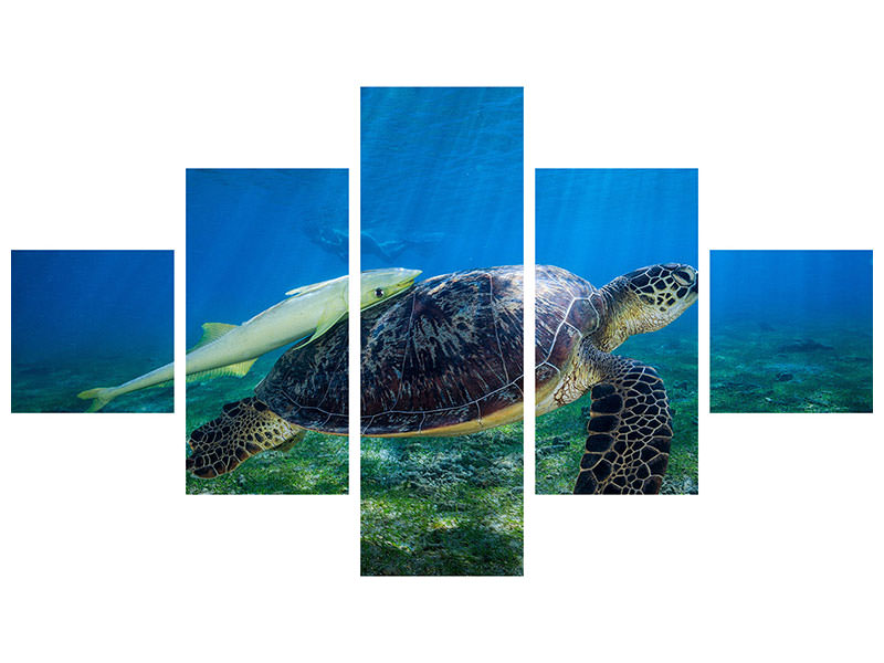 5-piece-canvas-print-sea-turtle