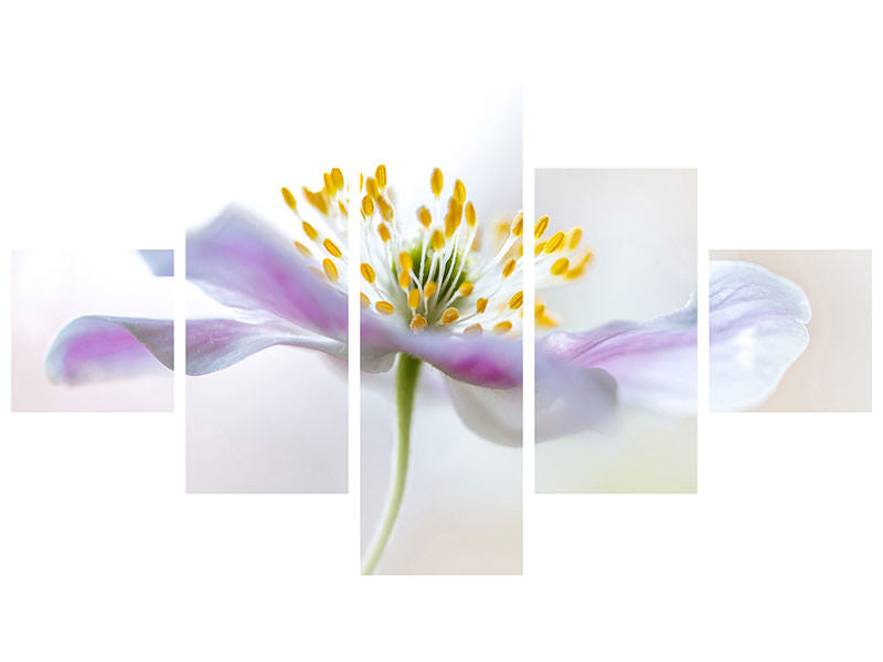 5-piece-canvas-print-wood-anemone