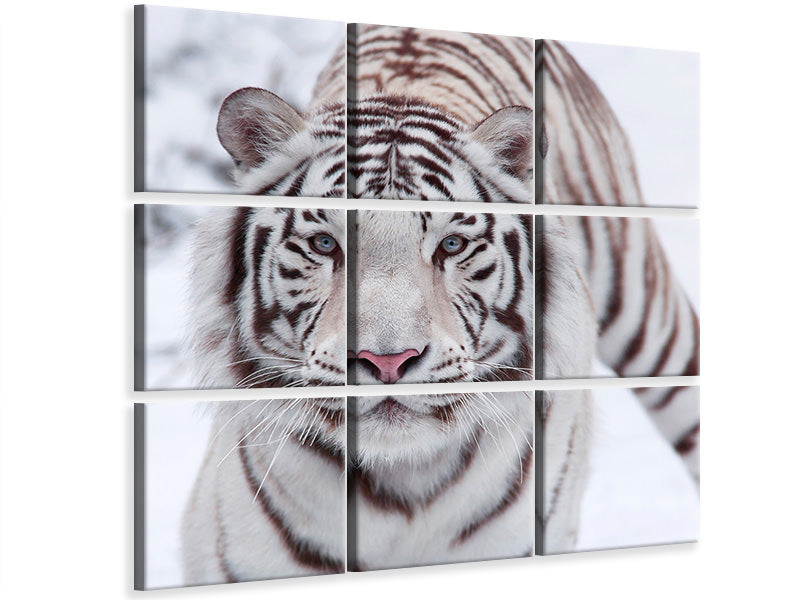 9-piece-canvas-print-the-king-tiger