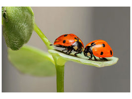 canvas-print-2-ladybirds