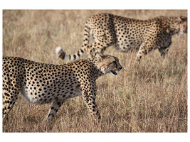 canvas-print-2-leopards