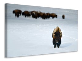 canvas-print-alpha-male-bison