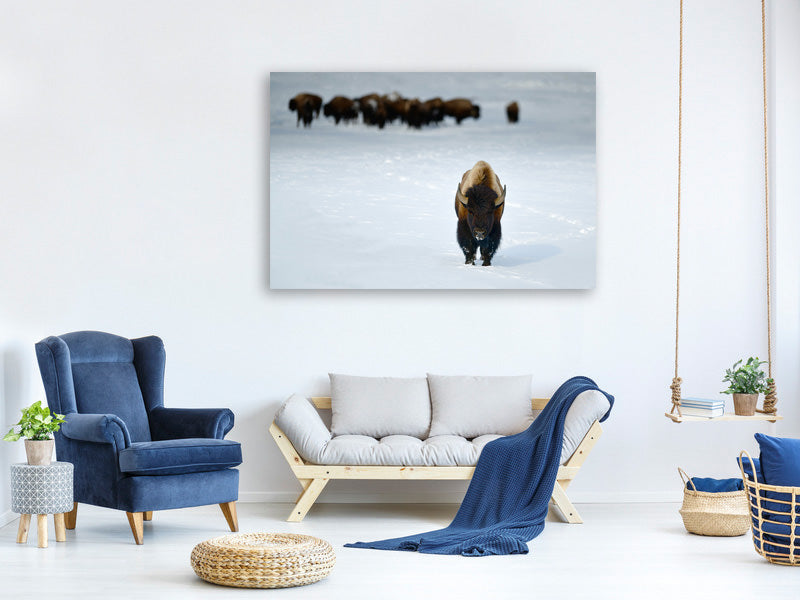 canvas-print-alpha-male-bison