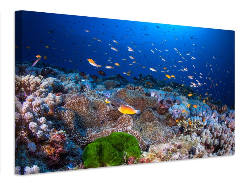 canvas-print-anemon-and-anthias-x