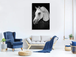 canvas-print-arabian-horse-x