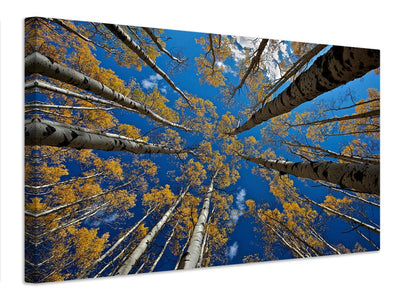 canvas-print-aspen-s-fall-x