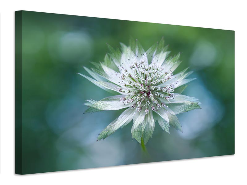 canvas-print-astrantia-x