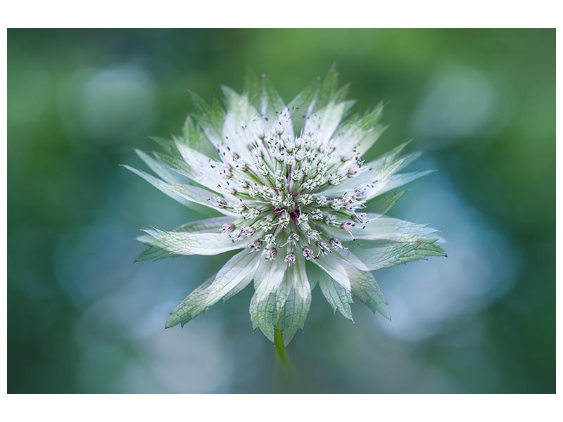 canvas-print-astrantia-x