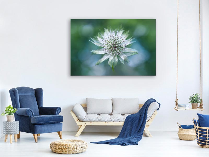 canvas-print-astrantia-x