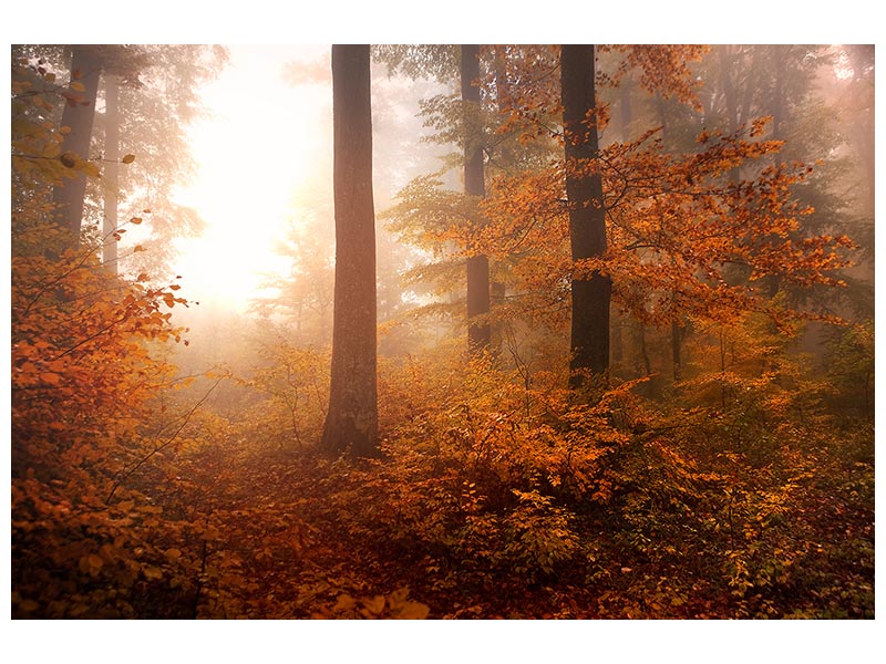 canvas-print-autumn-xpi