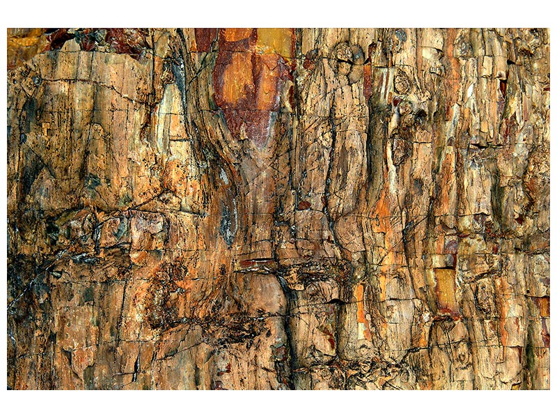 canvas-print-bark-x