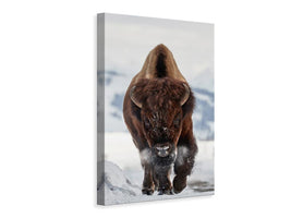 canvas-print-bison-incoming-x