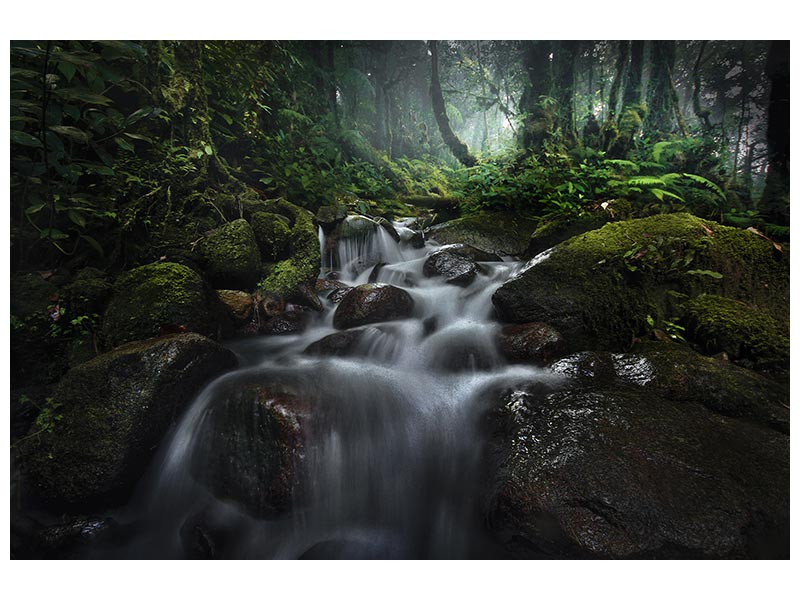 canvas-print-borneo-rainforest-x