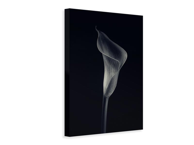 canvas-print-calla-lily-x