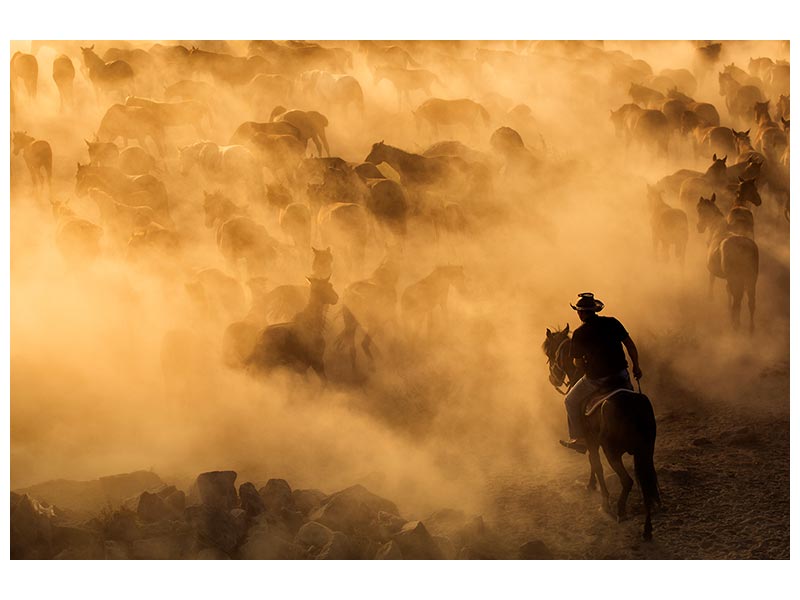 canvas-print-cappadocia-wild-horses-x